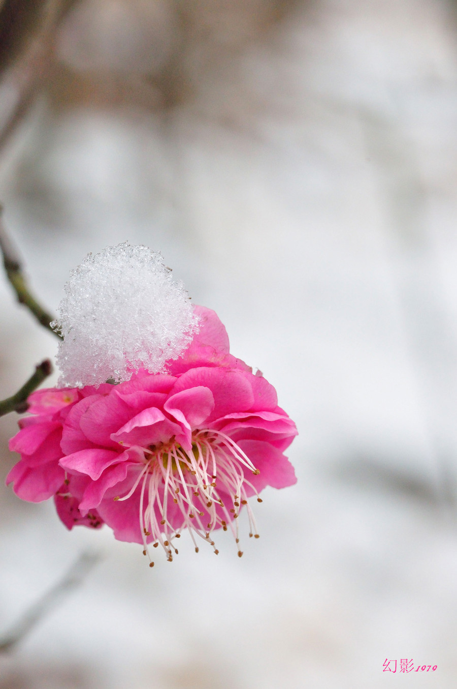 【雪中梅摄影图片】生态摄影