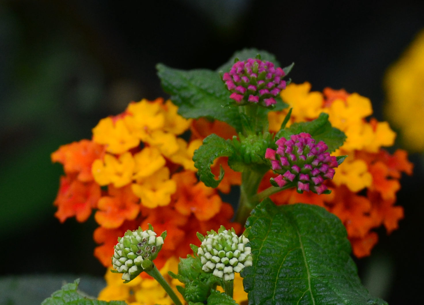 花草