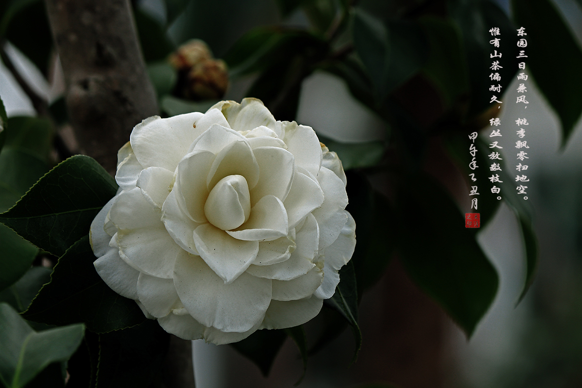 一朵山茶花