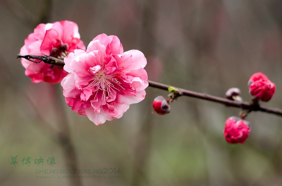 【桃花开的季节(D5100+50mm f1.8G)摄影图片