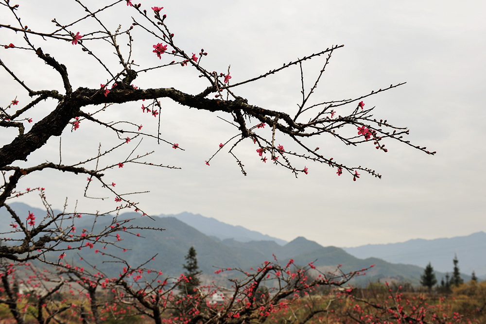 连平鹰嘴桃花