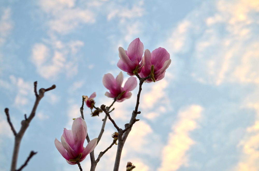 文章内容 >> 一花一世界  佛语里的一花一世界一叶一菩提是什么意思问