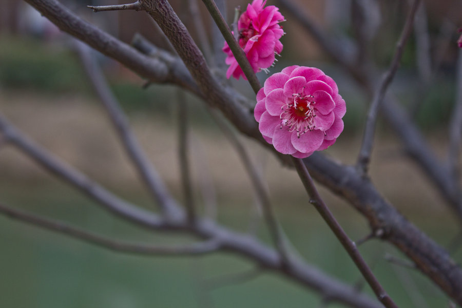 早春的梅花