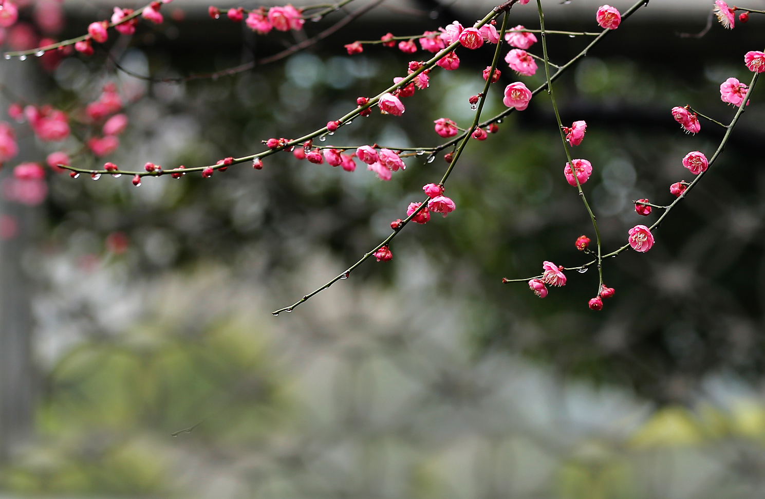 梅花香自苦寒来