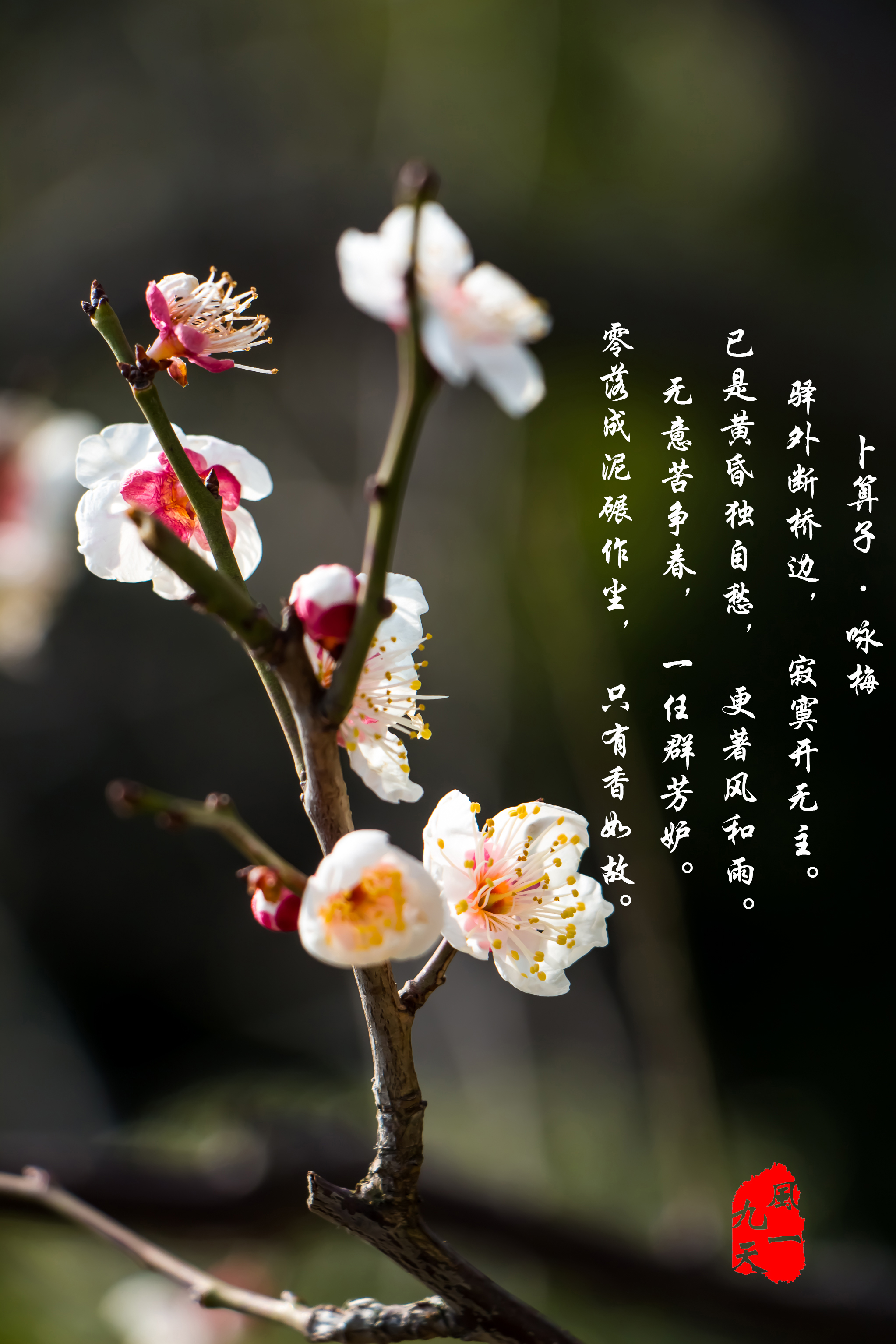 雪似梅花,梅花似雪,似和不似都奇绝