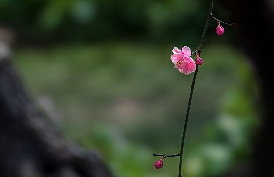 梅香雅韵----春日里的诗情画意【樱丶桃 花卉】