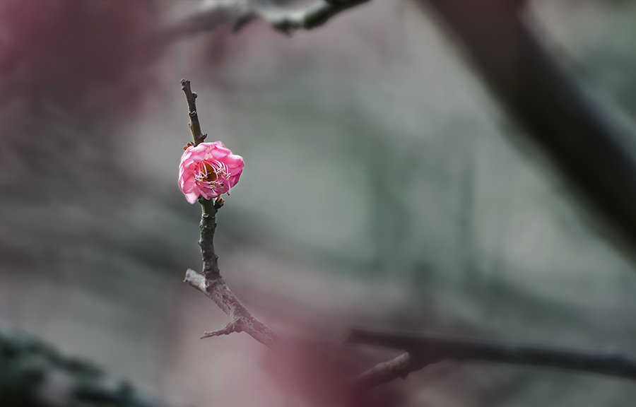 梅香雅韵----春日里的诗情画意【. (/)