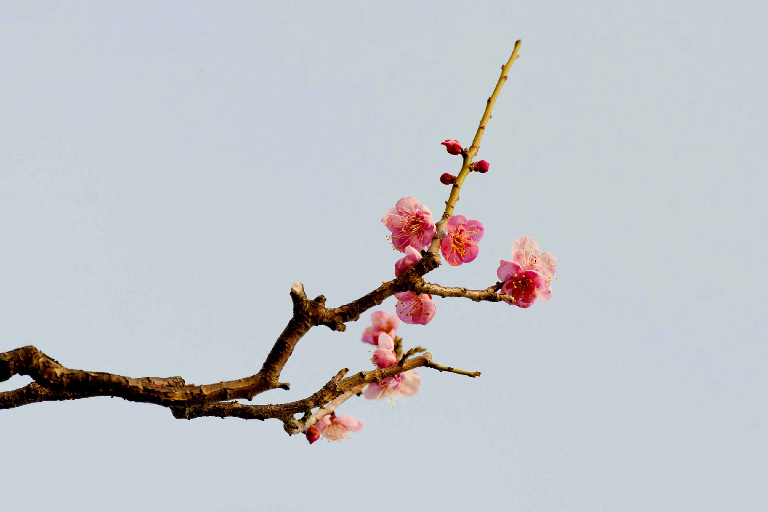 俏也不争春 只把春来报 微距拍梅花