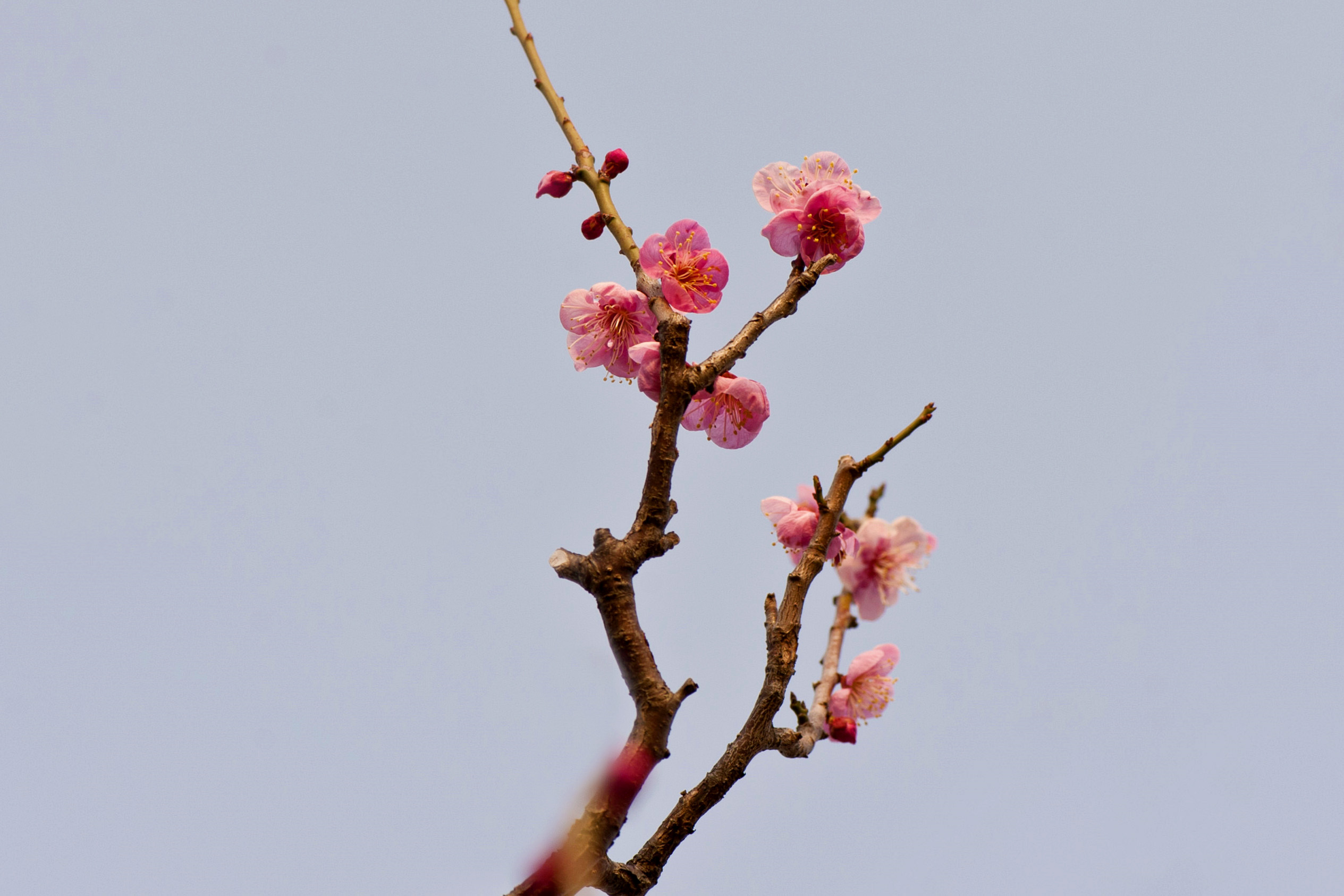 俏也不争春 只把春来报 微距拍梅花
