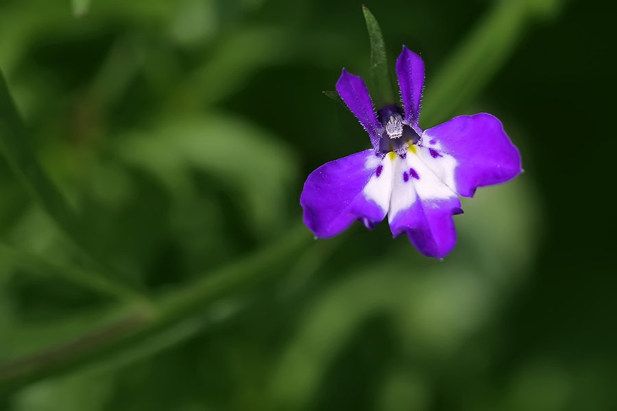 翠蝶花