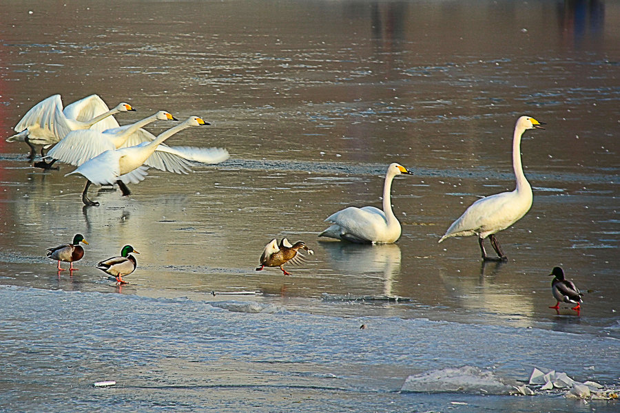 【新疆库尔勒孔雀河冬季的天鹅。续5摄影图片