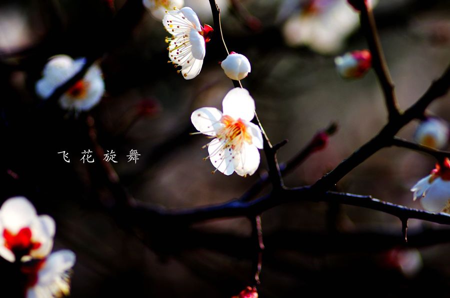 飞花旋舞