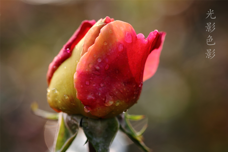 【玫瑰玫瑰我爱你,玫瑰几朵,手有余香。摄影图