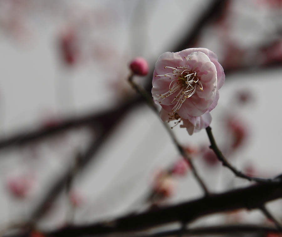 春天里的梅花 (共p)