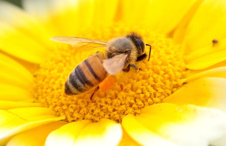 一只小蜜蜂飞到花蕊中