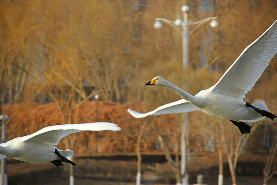 【新疆库尔勒孔雀河冬季的天鹅。续6摄影图片