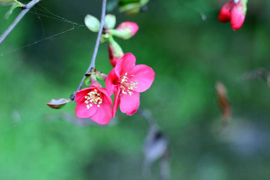 【春天来了各种花各种开摄影图片】生态摄影