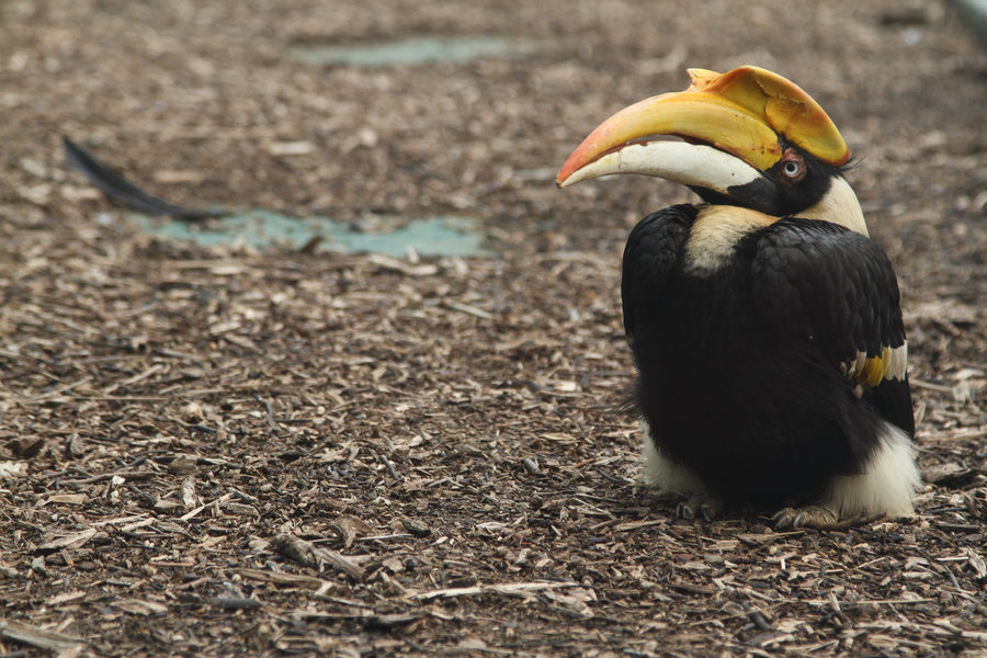 【红山动物园的动物们2摄影图片】生态摄影