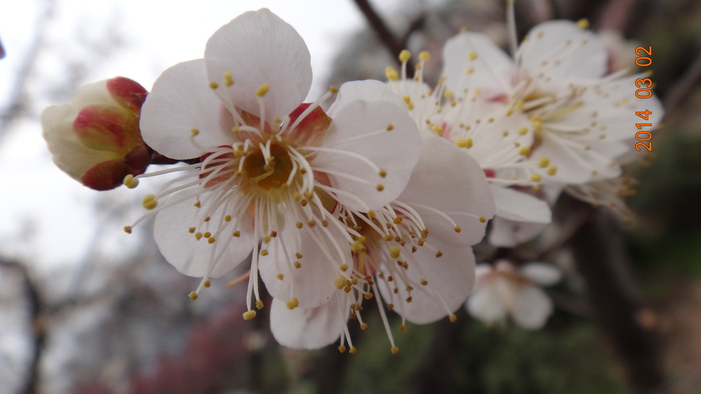 2014年南京梅花山