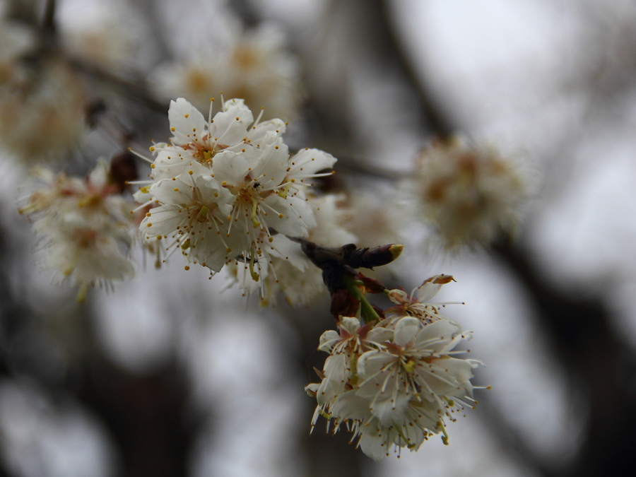 野樱桃花,红李花