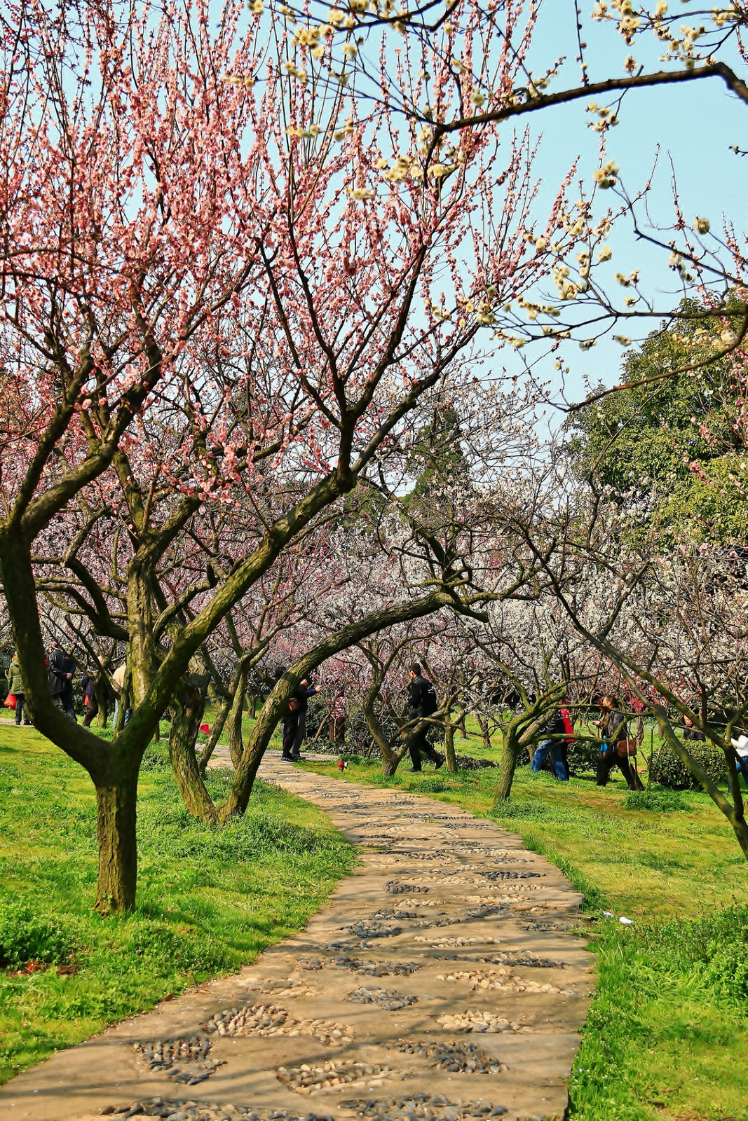 无锡梅园——梅花景观