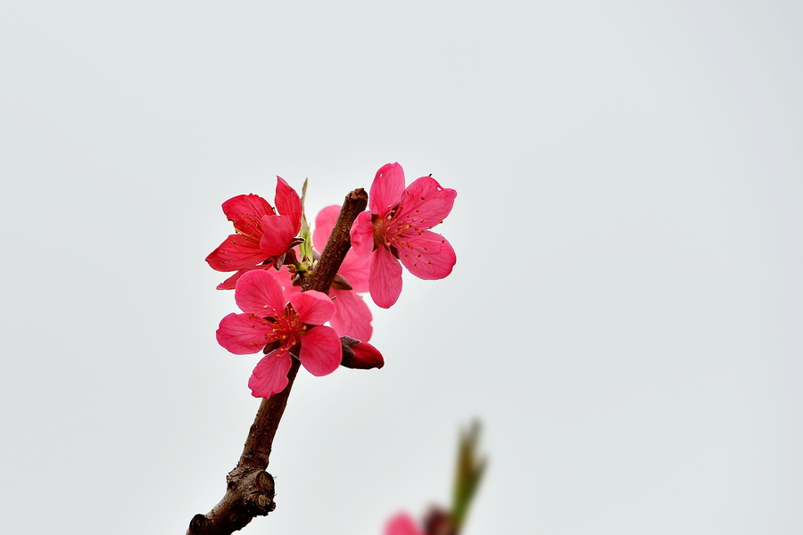 连平鹰嘴桃花