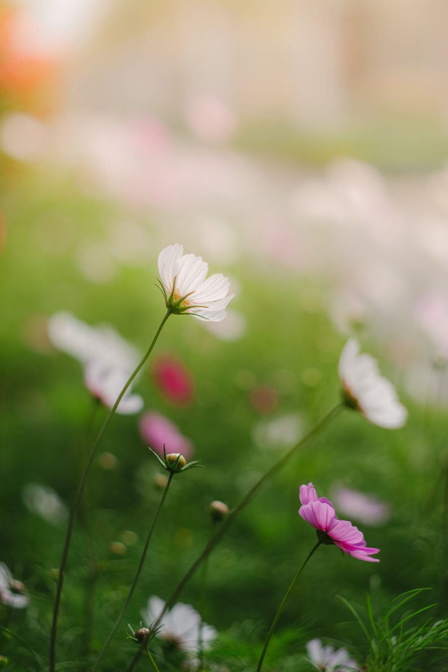 【格桑花的梦境--俄罗斯太阳神头磨镜摄影图片