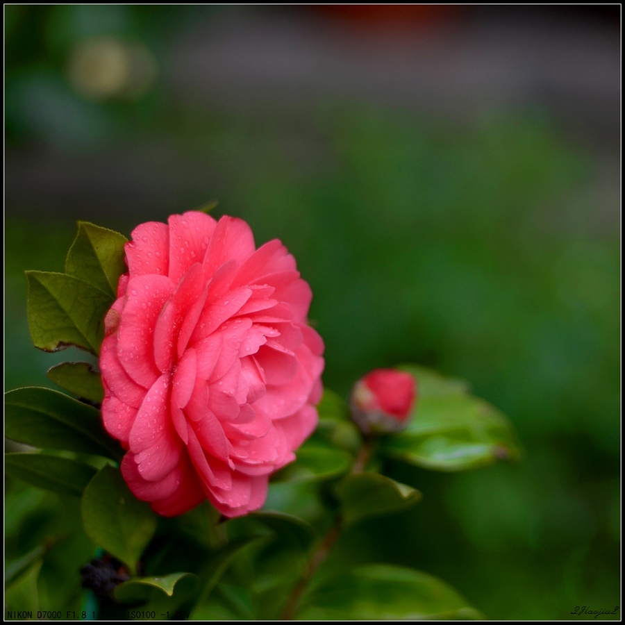 玫瑰与茶花