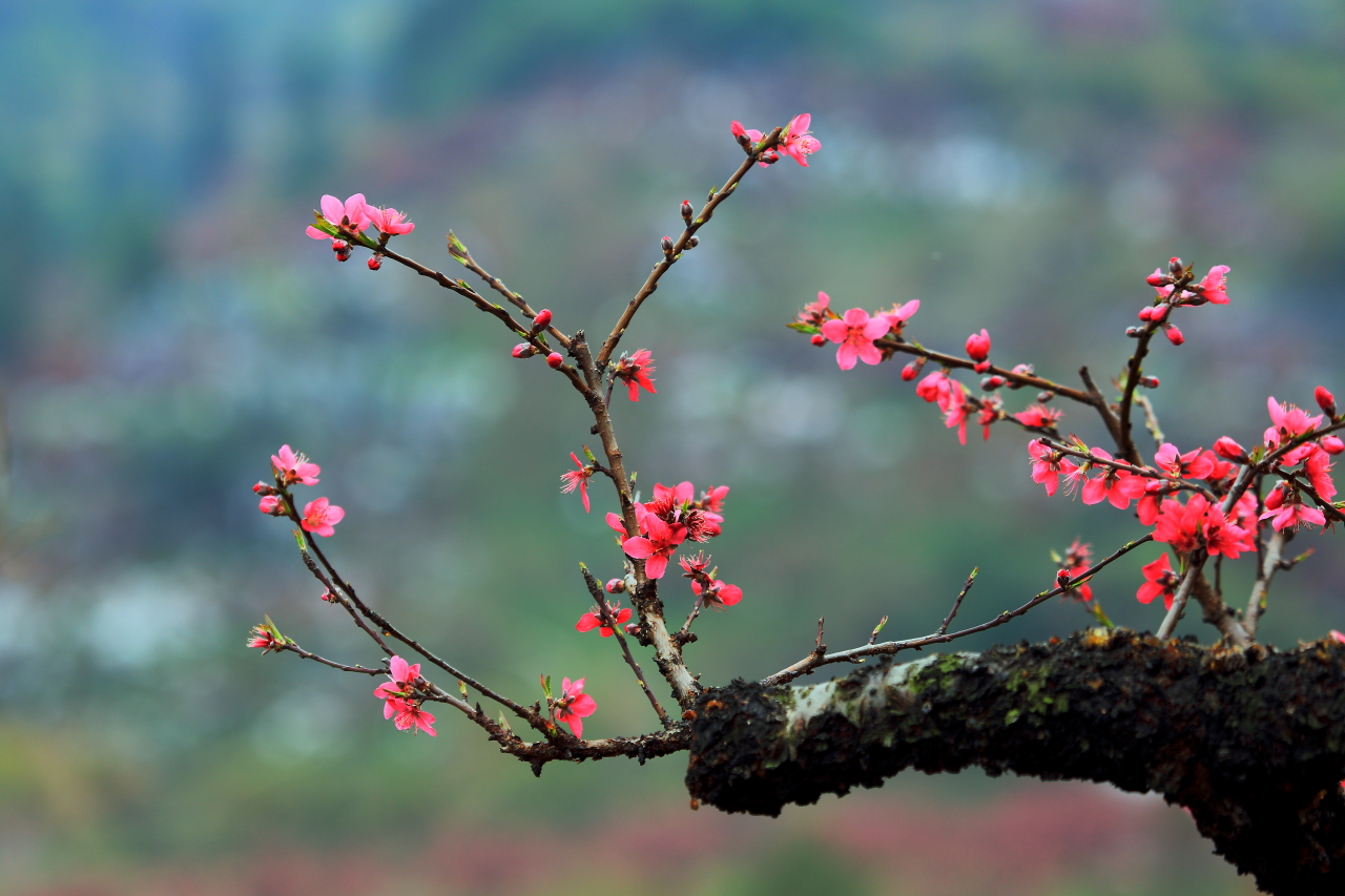 林花谢了春红.