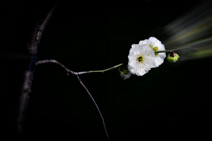 一剪梅