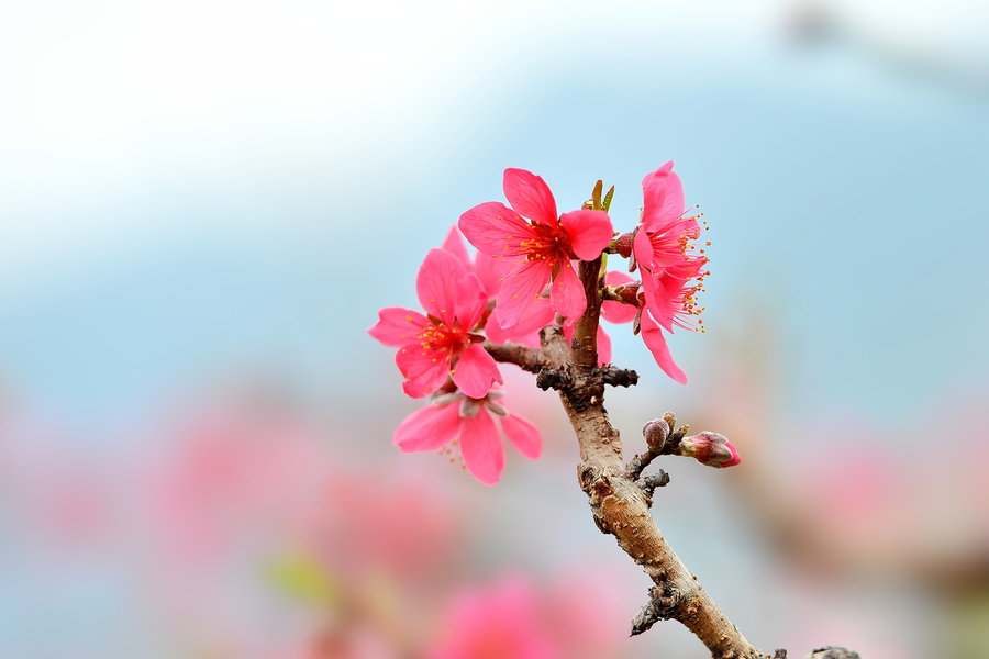 连平鹰嘴桃花【二】