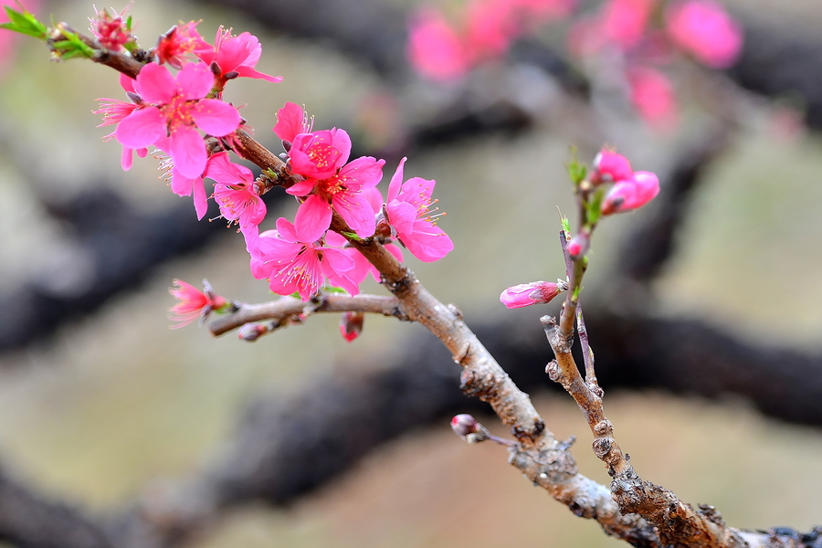 连平鹰嘴桃花【二】