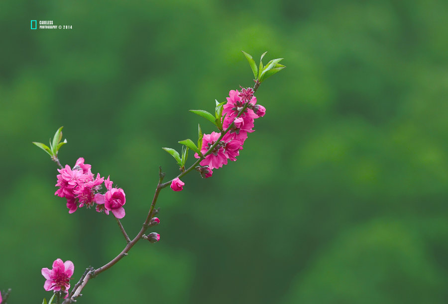 {桃花谢了春红}.