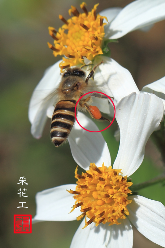 蜜蜂身上的红囊是什么