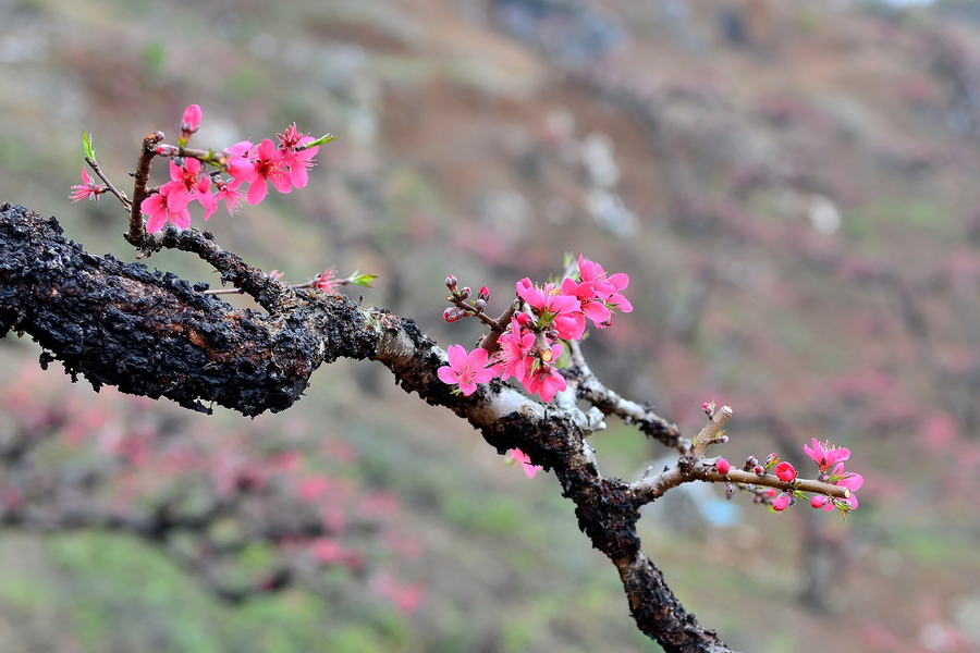 连平鹰嘴桃花【三】