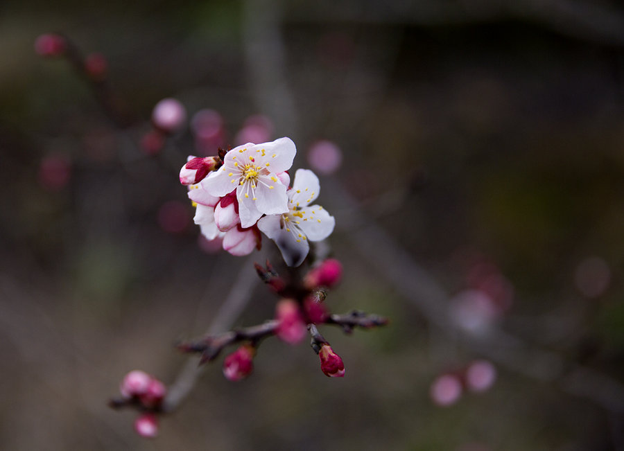 樱桃花!