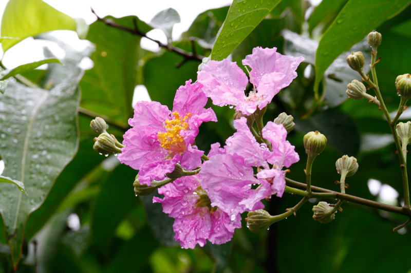 雨.花