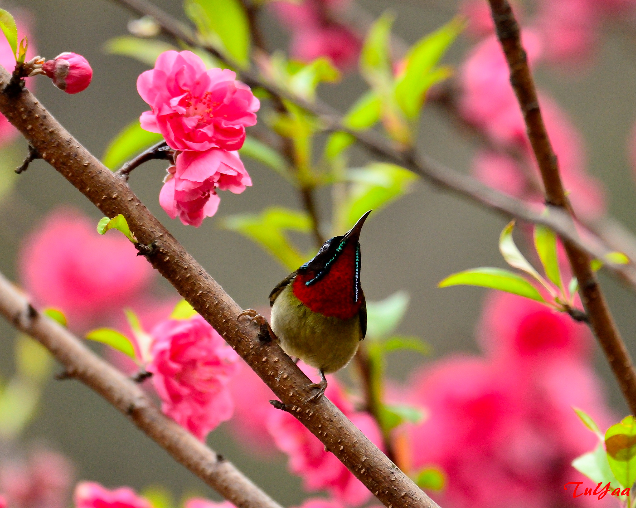 桃花仙子太阳鸟