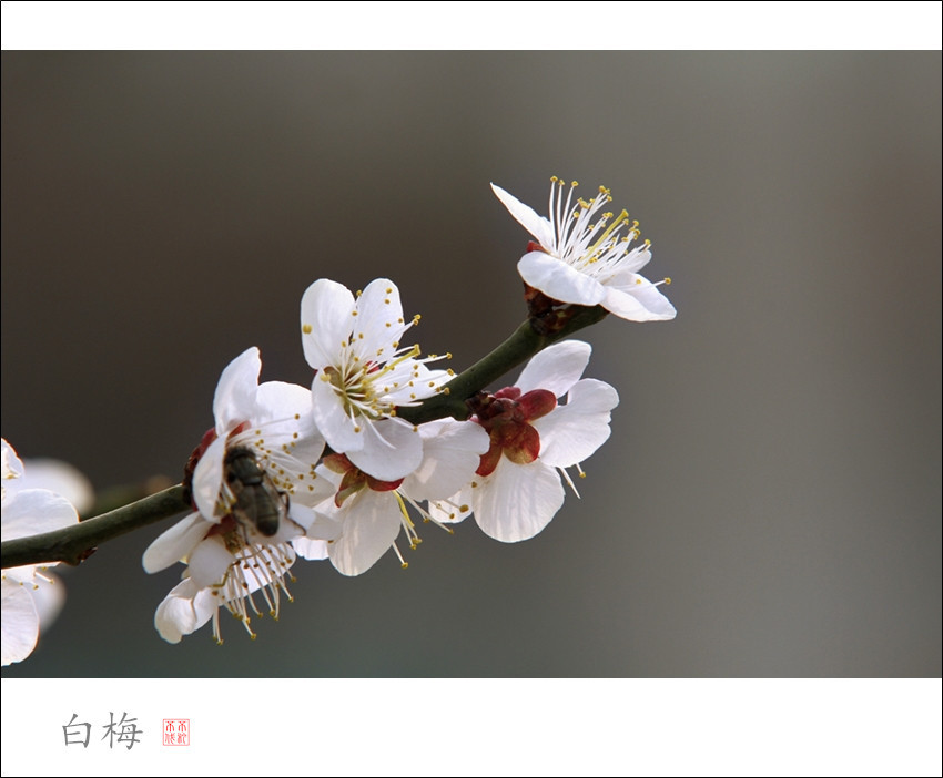 【白梅摄影图片】生态摄影_不矜不伐_太平洋