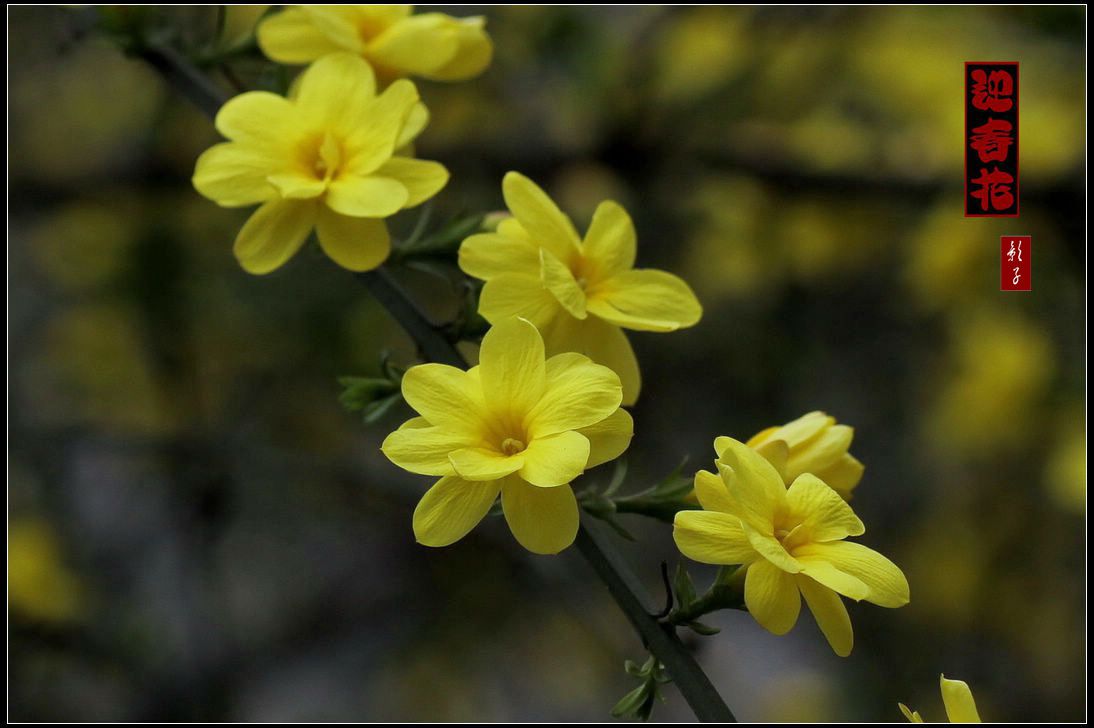 迎春花
