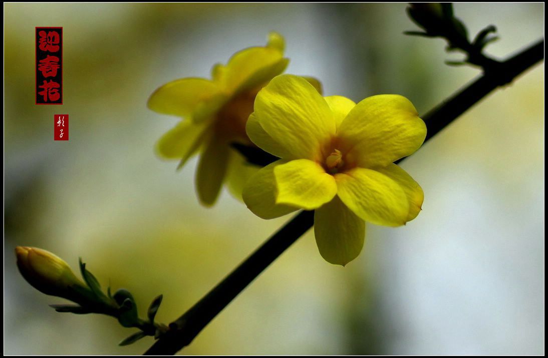 迎春花