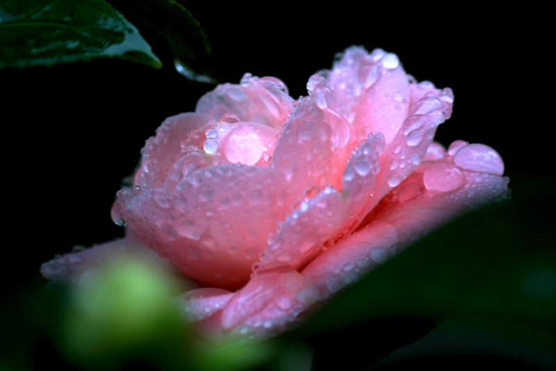 在雨中的茶花