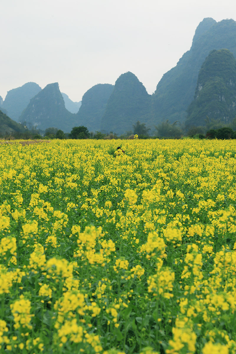 阳朔油菜花