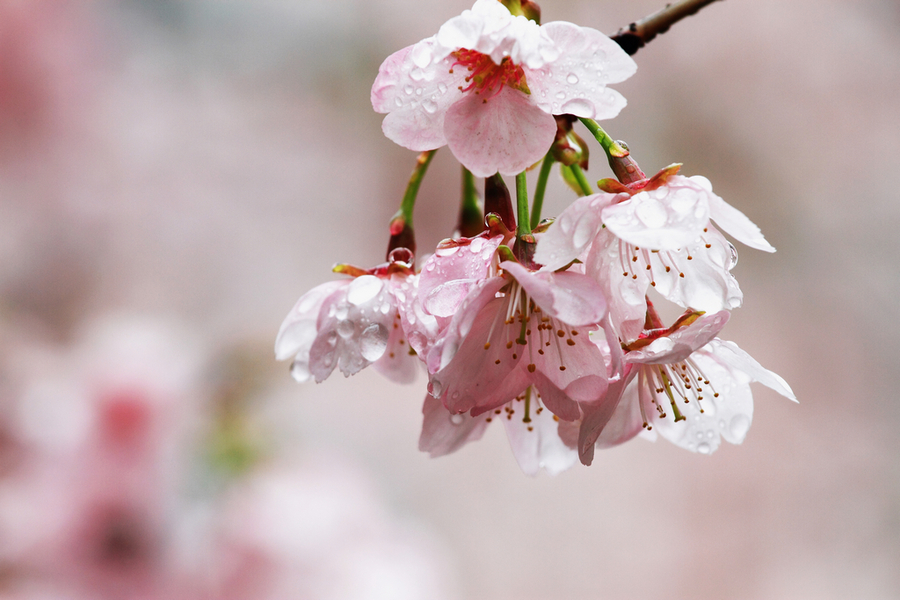 【雨天的樱花摄影图片】生态摄影_太平洋电脑网摄影
