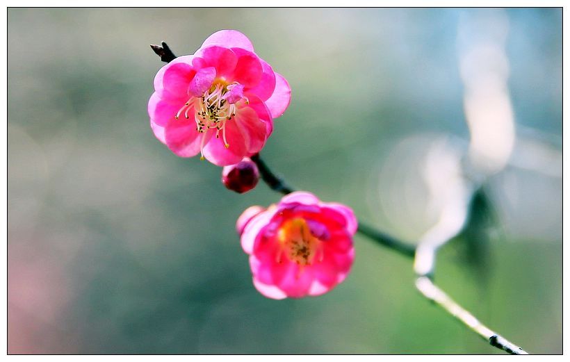 梅花 杏花