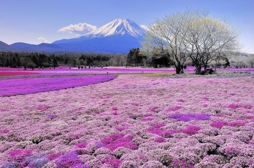 【富士山下摄影图片】国外摄影