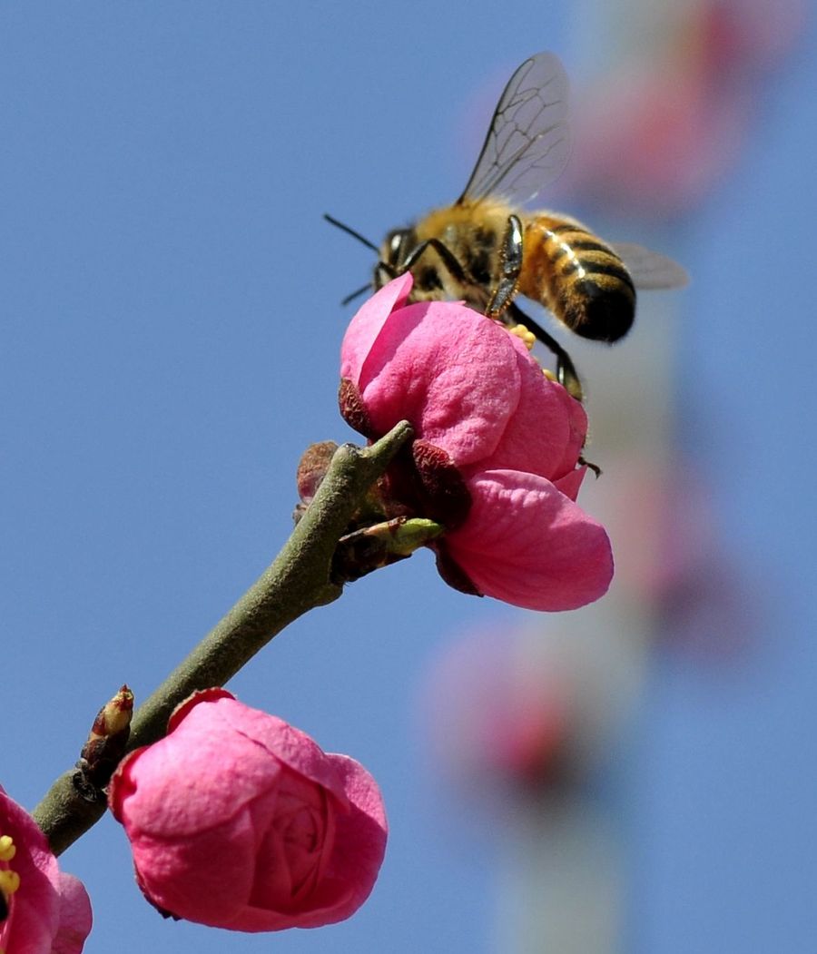 【梅花都开了，蜜蜂也来了。摄影图片】生态摄影_太平洋电脑网摄影部落