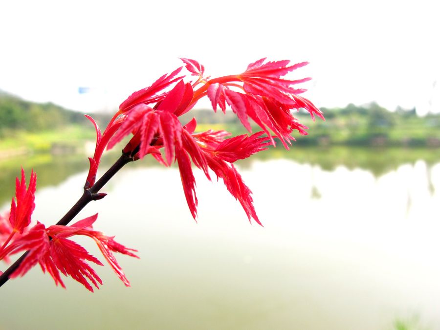 春天的红叶图片