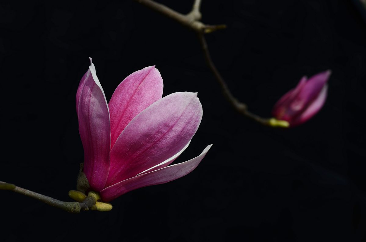 2014玉兰花
