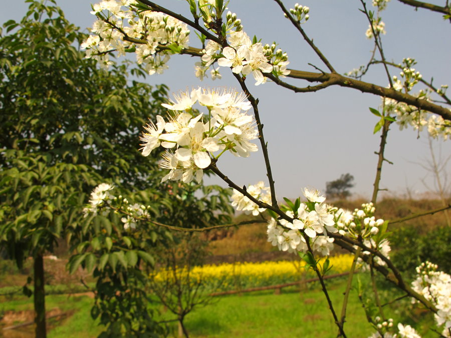 春天风景.红叶.桃花.油菜花.